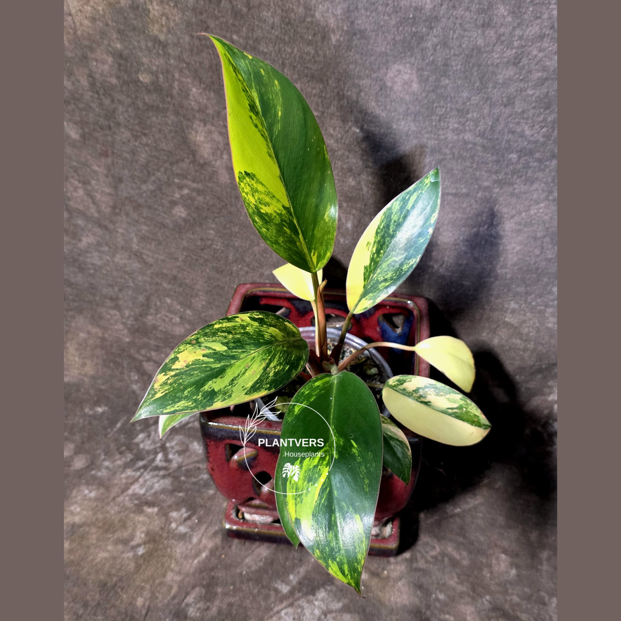 Philodendron Yellow Congo Variegated - EXACT Plant - US Seller (June-21-69)