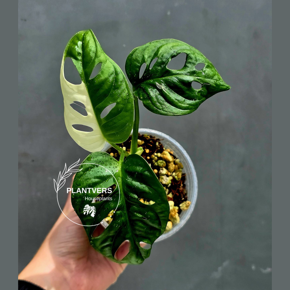 Variegated Monstera Adansonii Albo Live Plant -Rare Swiss Cheese EXACT Same Plant - Beginners Plant - US Seller