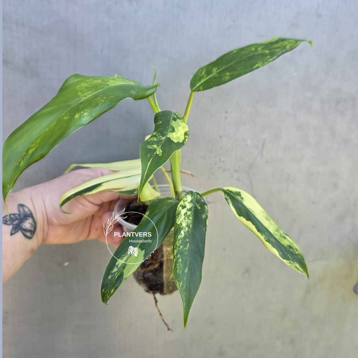 Philodendron Domesticum Variegated Plant - EXACT Plant - US Seller - (May-29-04)