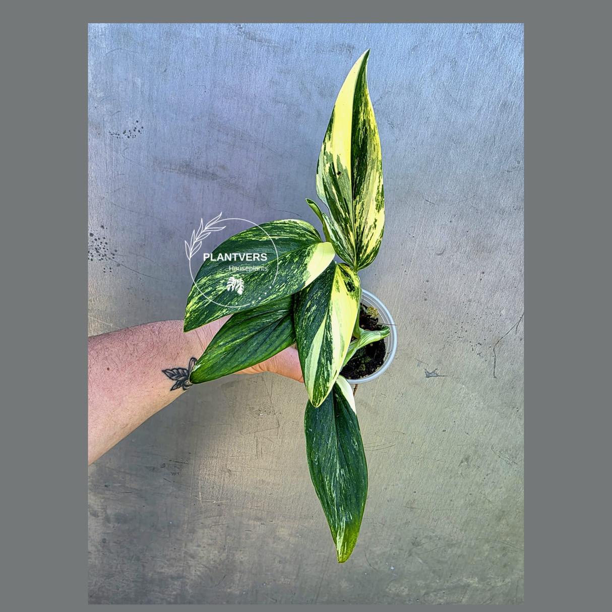 Variegated Monstera Standleyana Aurea - EXACT Plant - (May-29-06)