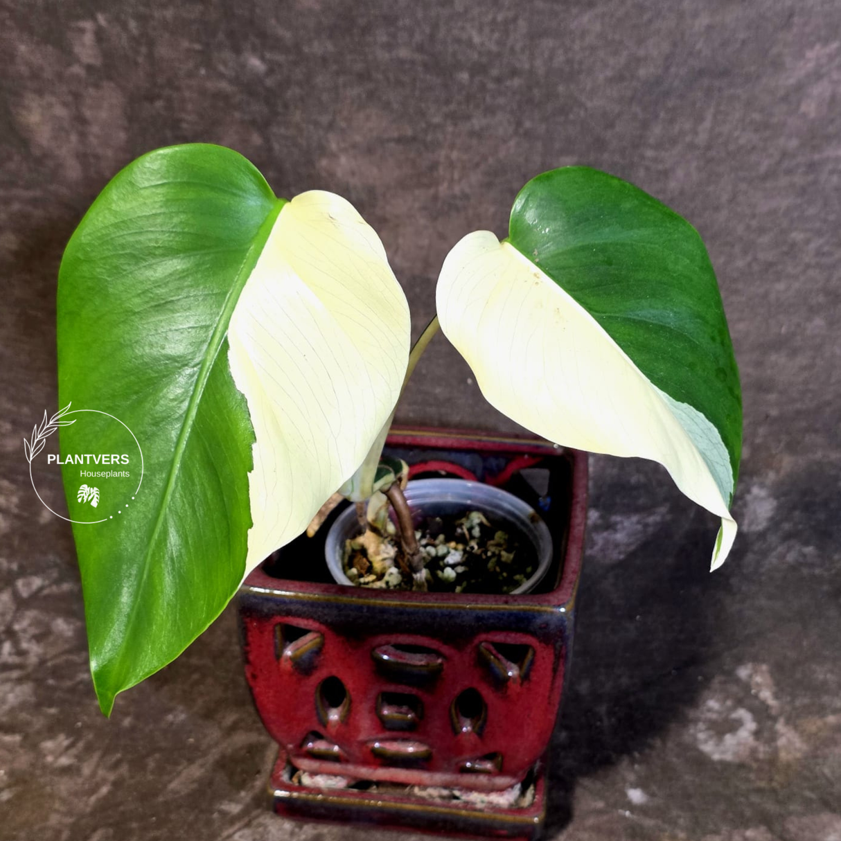 Variegated Monstera Albo Half-Moon Leaf Exact Plant - (June-22-24)