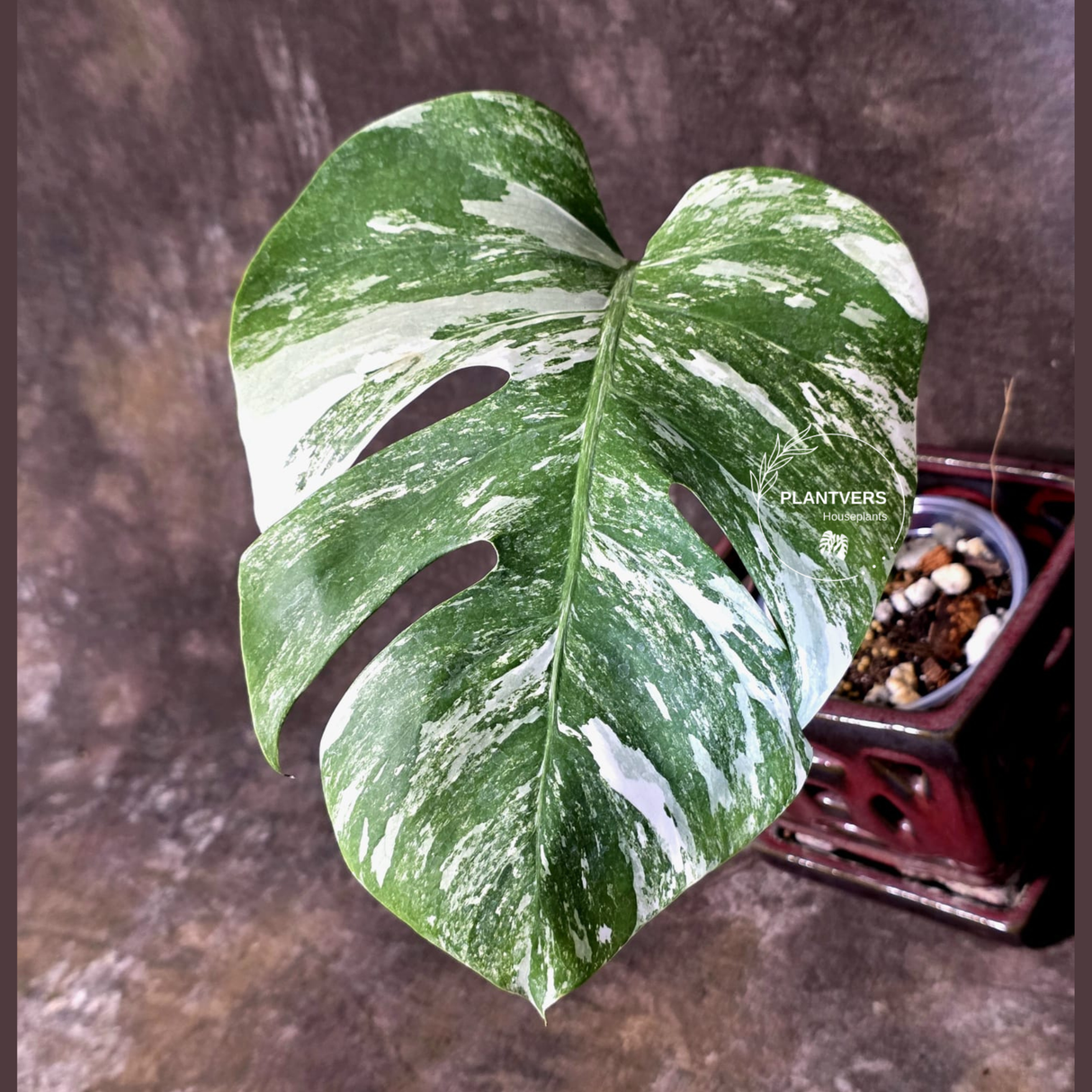 Variegated Monstera Albo - Rare Exact Plant - US Seller - (June-22-26)