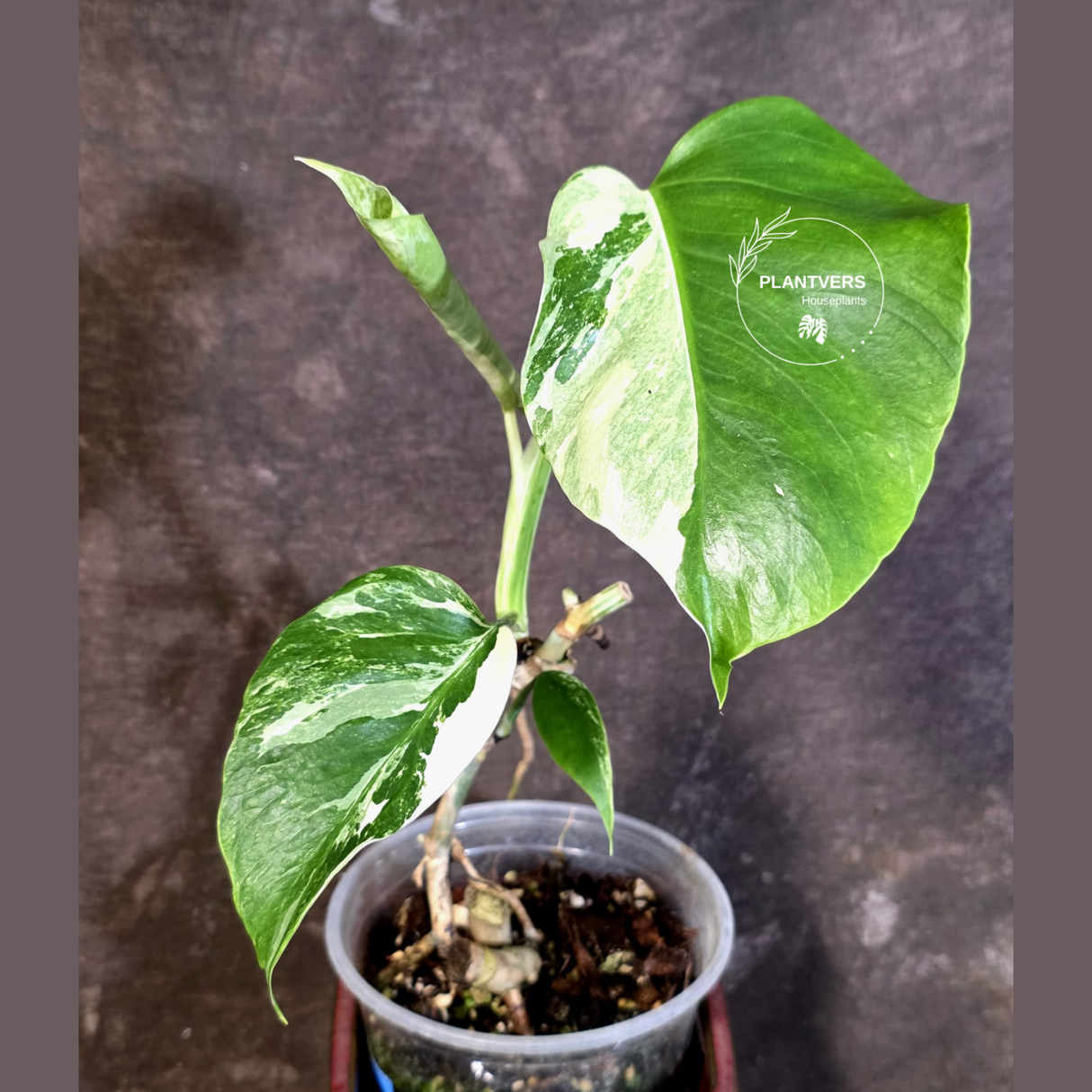 Variegated Monstera Albo - Rare Exact Plant - US Seller - (June-22-25)