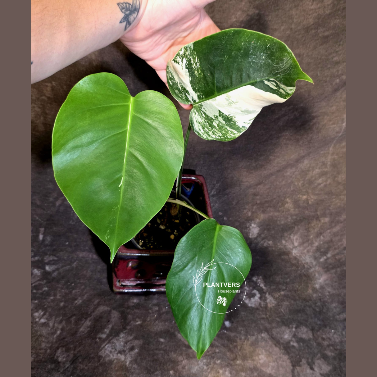 Variegated Monstera Albo - Rare Exact Plant - US Seller - (June-22-29)