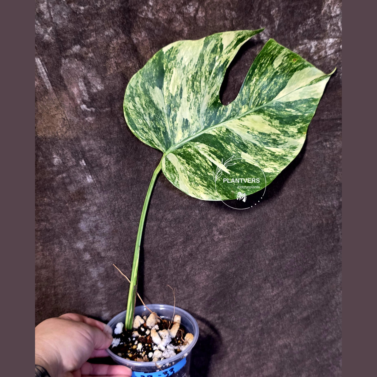 Monstera Borsigiana Aurea Variegated - Rare Exact Plant - (June-22-33)