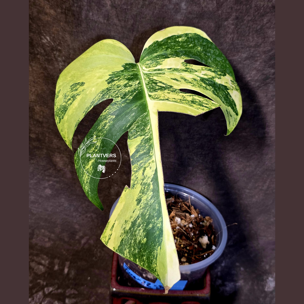 Monstera Borsigiana Aurea Variegated - Rare Exact Plant - (June-22-34)
