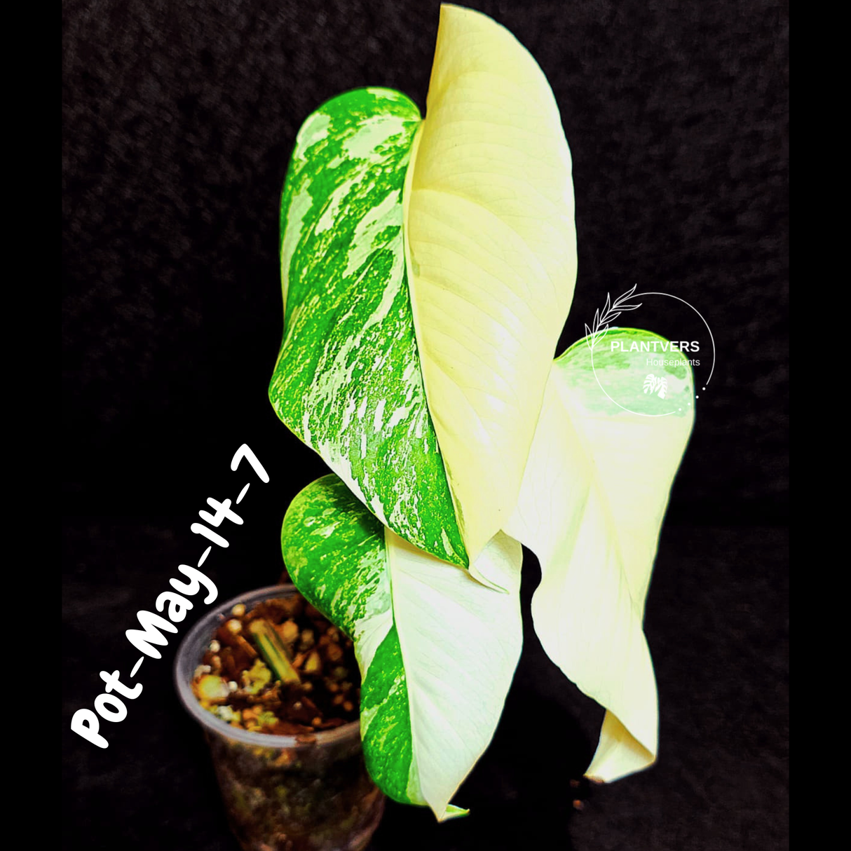 Variegated Monstera Albo - Rare Live Indoor Houseplant - Easy Care Collector Plant - *EXACT PLANT* - US Seller