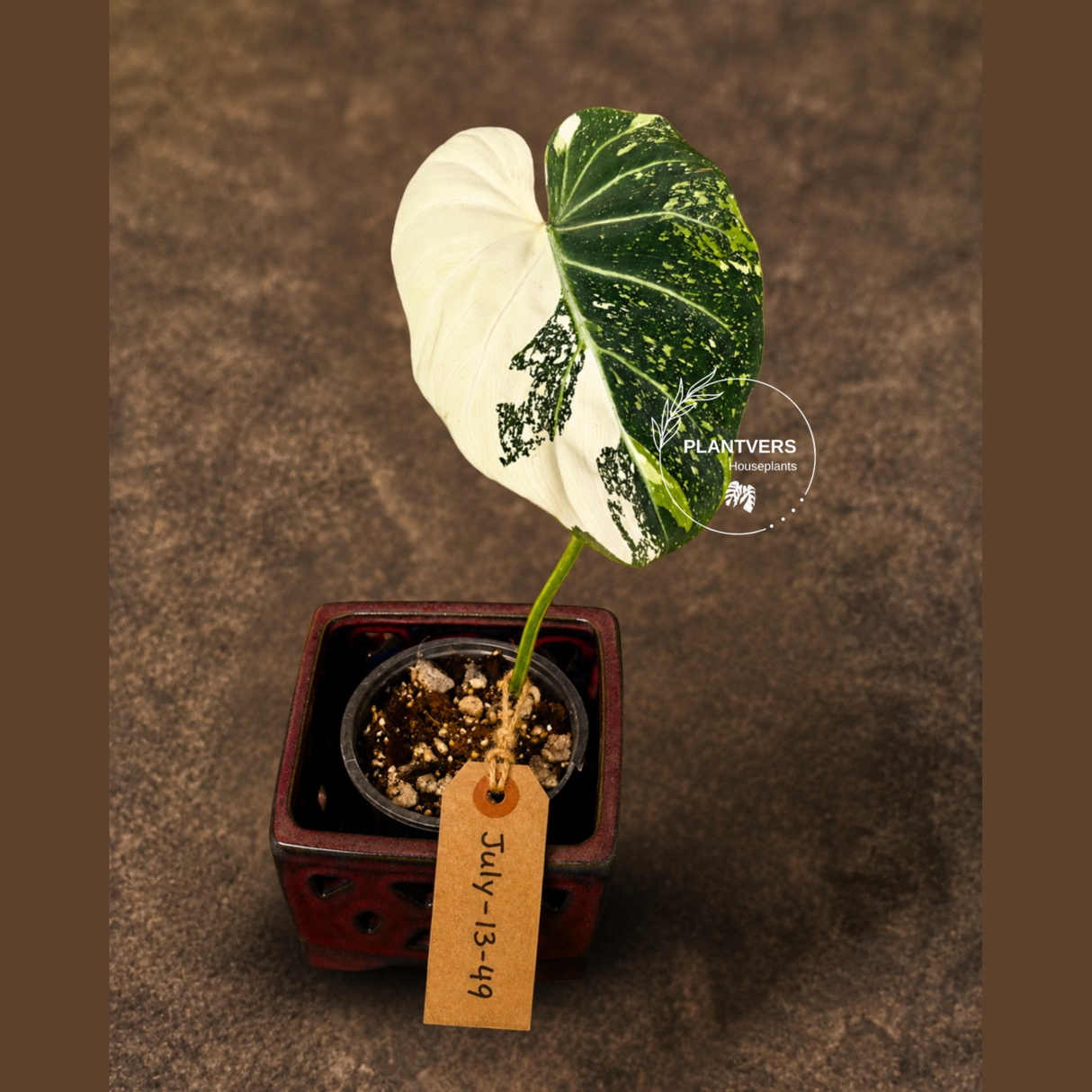 Philodendron Gloriosum Tricolor Plant - Velvet Leaf Collector Plant - (July-13-49)