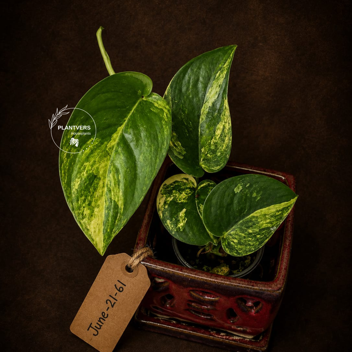 Variegated Scindapsus Jade Satin Aurea Live Plant - Collector Houseplant, Creamy White Marbling