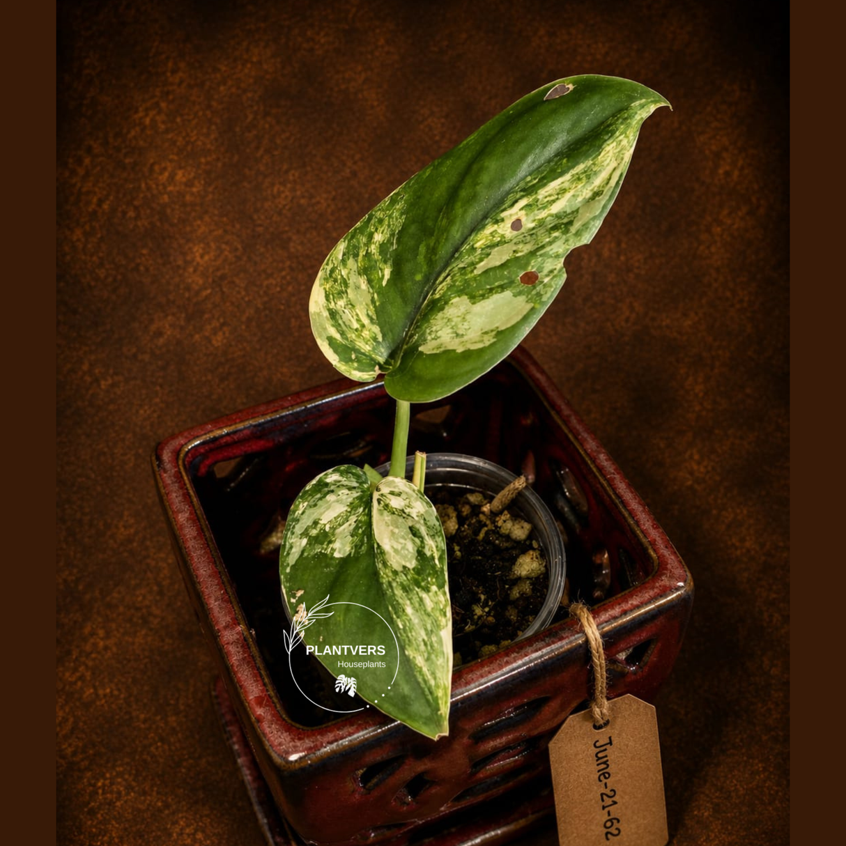 Variegated Scindapsus Jade Satin Aurea Live Plant - Collector Houseplant, Creamy White Marbling