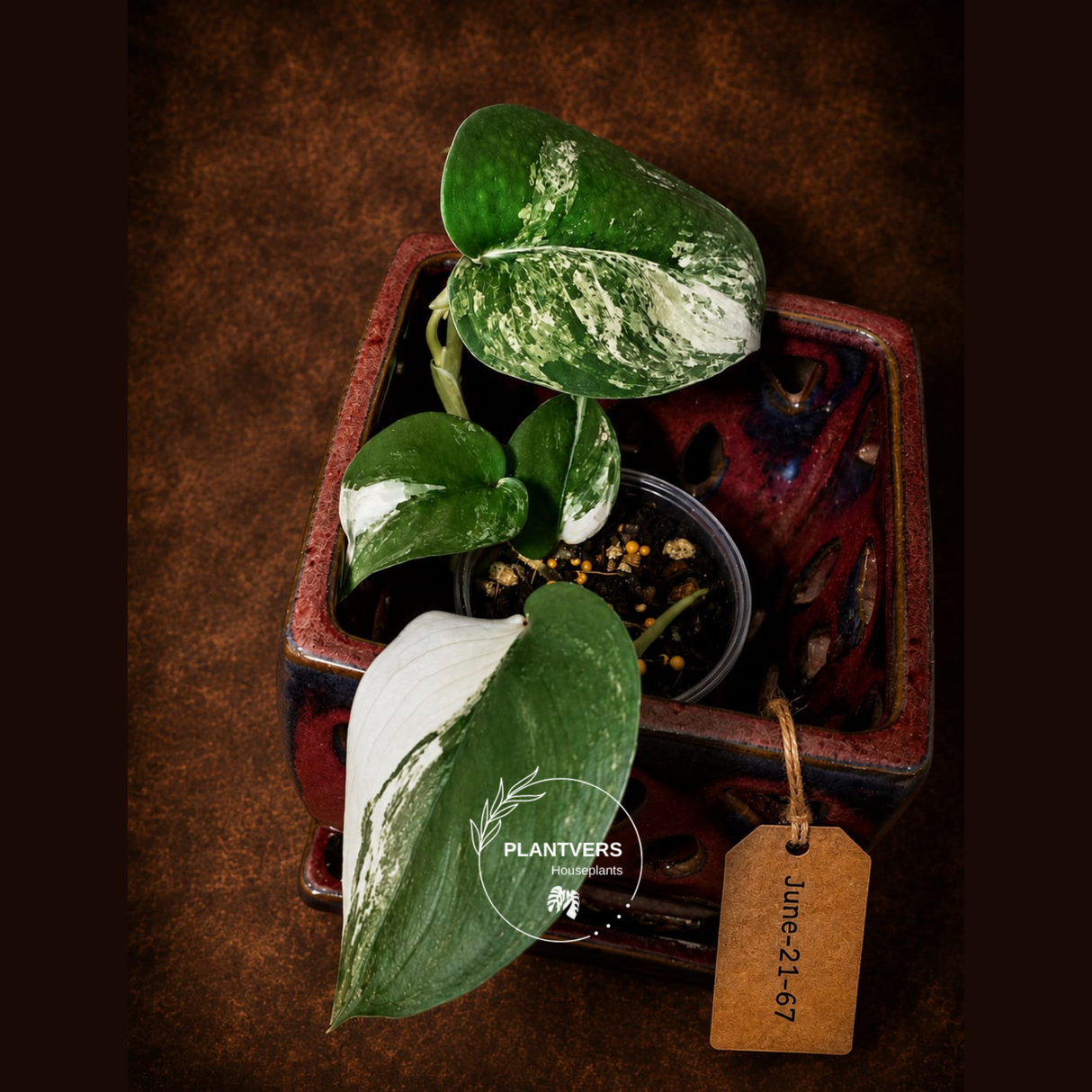 Variegated Scindapsus Jade Satin Aurea Live Plant - Collector Houseplant, Creamy White Marbling
