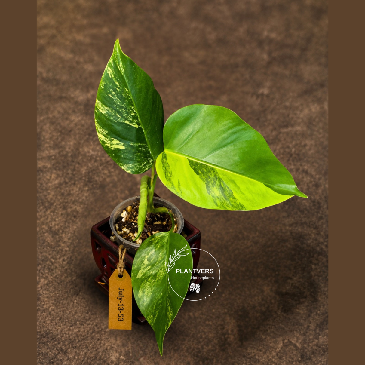 Monstera Borsigiana Aurea Variegated - Exact Rare Plants (July-13-53)