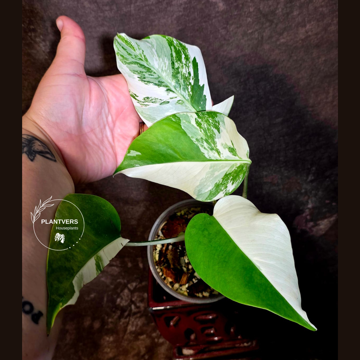 Variegated Monstera Albo - White Monstera Borsigiana Half-moon Plant - (June-01-37)