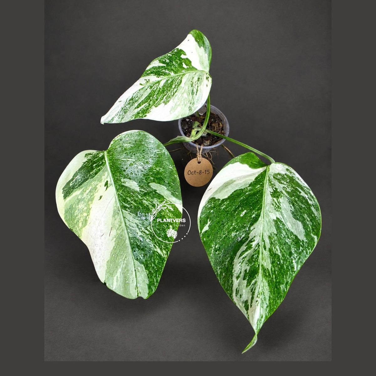 Monstera Albo - Rare Variegated Monstera Borsigiana Albo - Rare Collector Plant - White Monstera Albo - EXACT Same Plant - US Seller