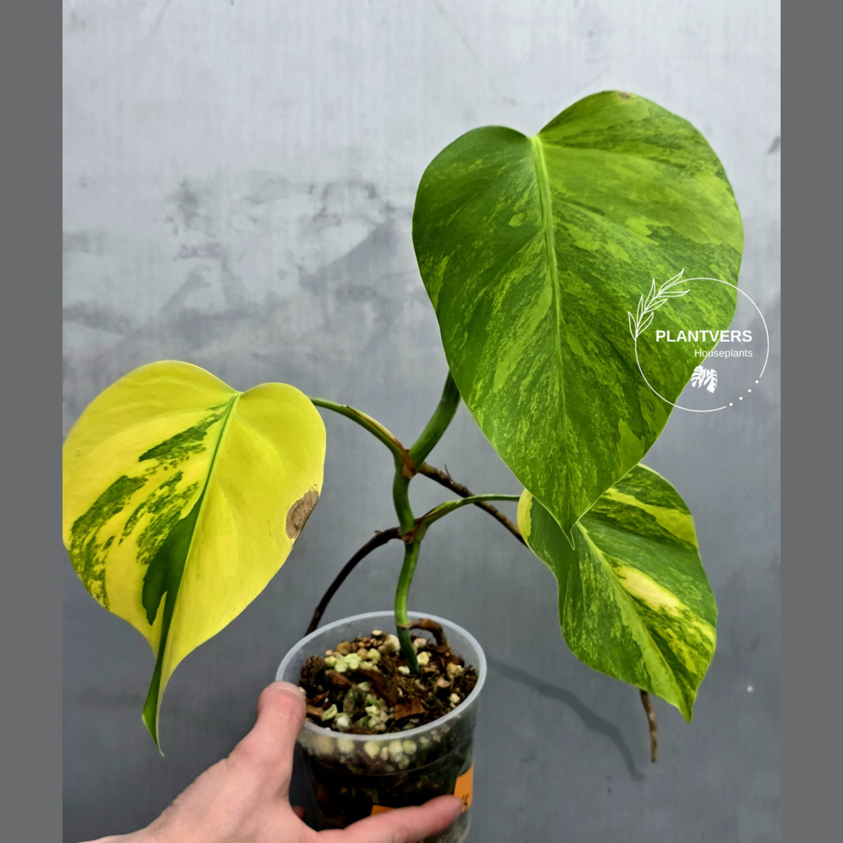 Monstera Aurea Variegated Borsigiana - EXACT Plant - (May-21-65)