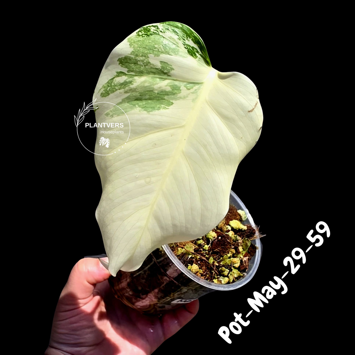Variegated Monstera Albo - Rare Live Indoor Houseplant - Easy Care Collector Plant - *EXACT PLANT* - US Seller