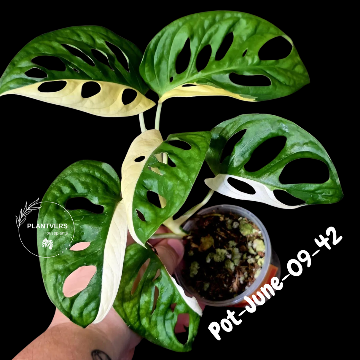 Variegated Monstera Adansonii Albo Plant - Rare Swiss Cheese EXACT Same Plant - US Seller