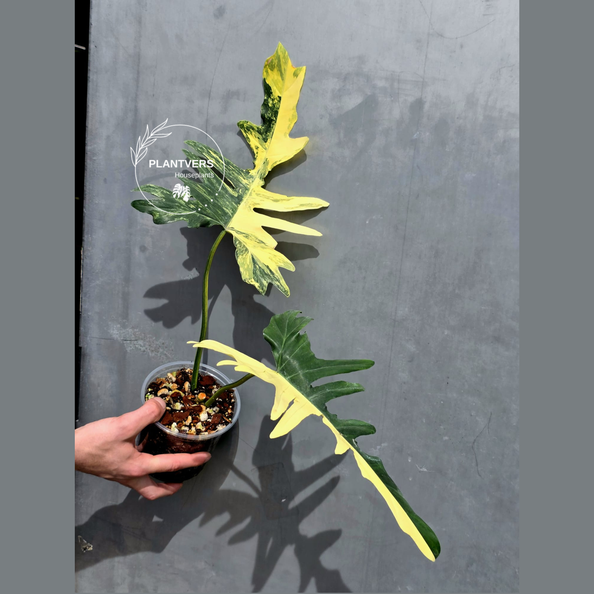 Rare Variegated Philodendron Florida Beauty x Mayoi Exact Plant - (May-21-71)