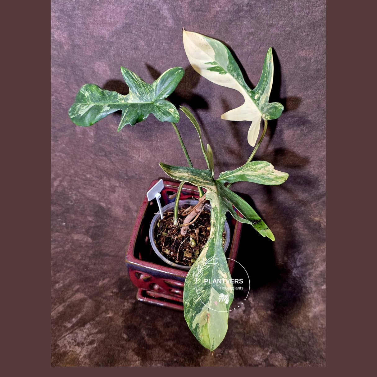 Variegated Philodendron Florida Beauty - Exact Plant - (6-5-45)