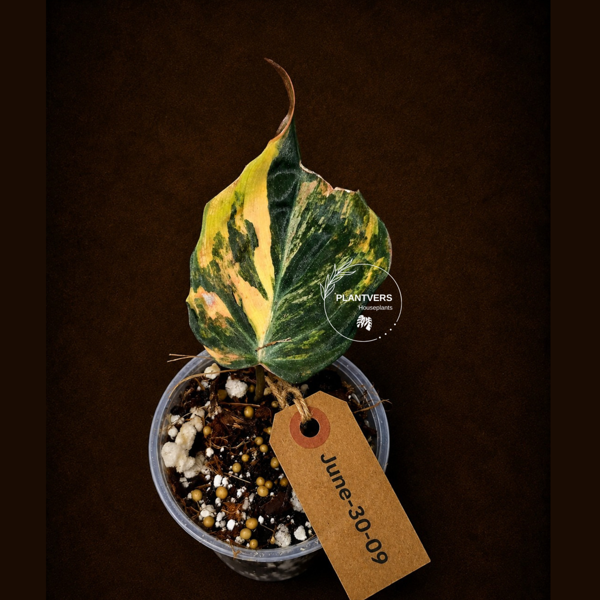 Variegated Philodendron Mican Aurea - Rare Exact Plant - (June-30-09)