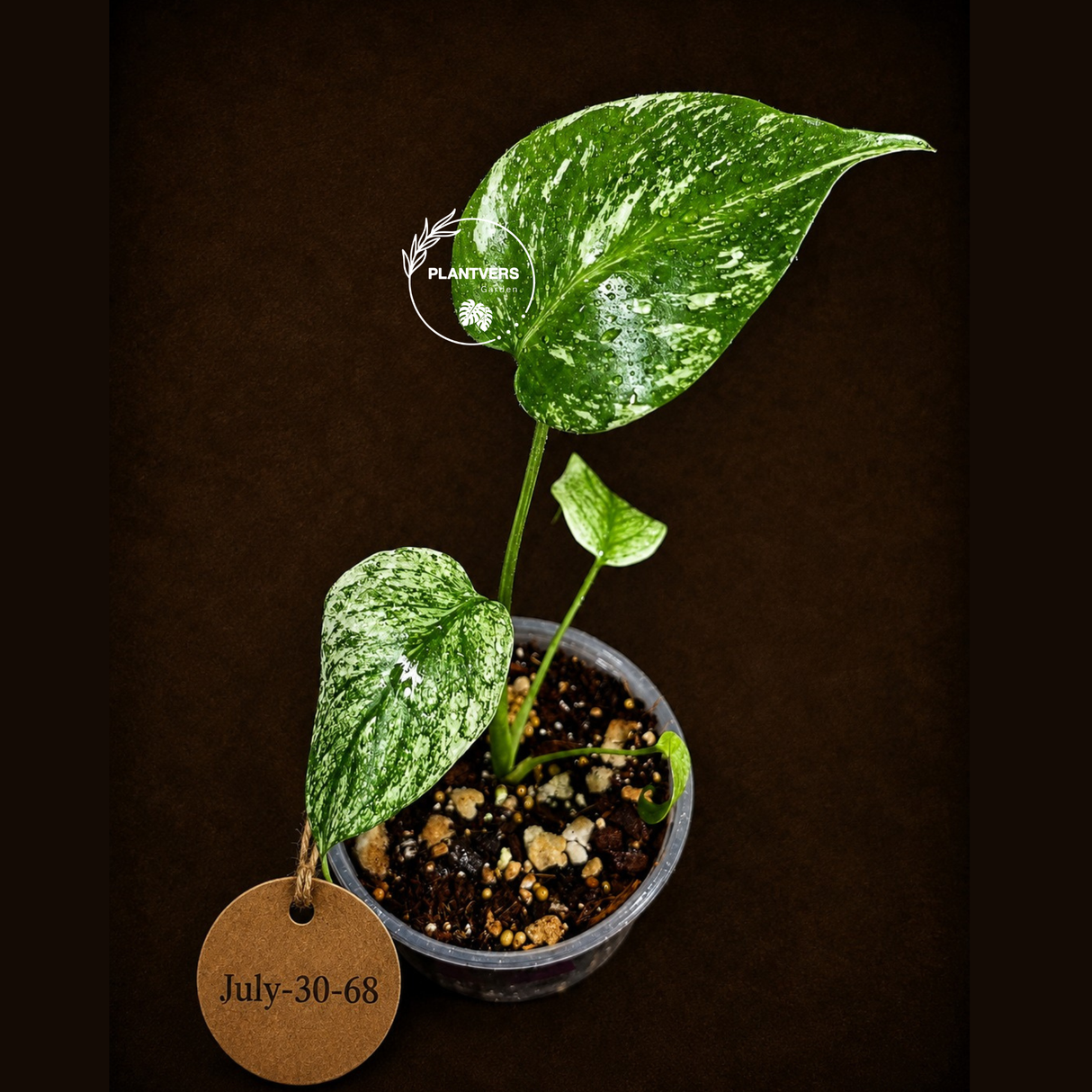 Variegated Monstera Deliciosa Mint - Rare Mint Monstera - (July-30-68)