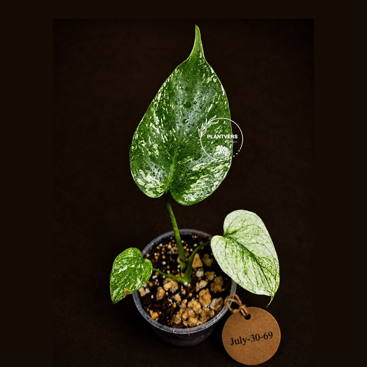 Variegated Monstera Deliciosa Mint - Rare Mint Monstera - (July-30-69)
