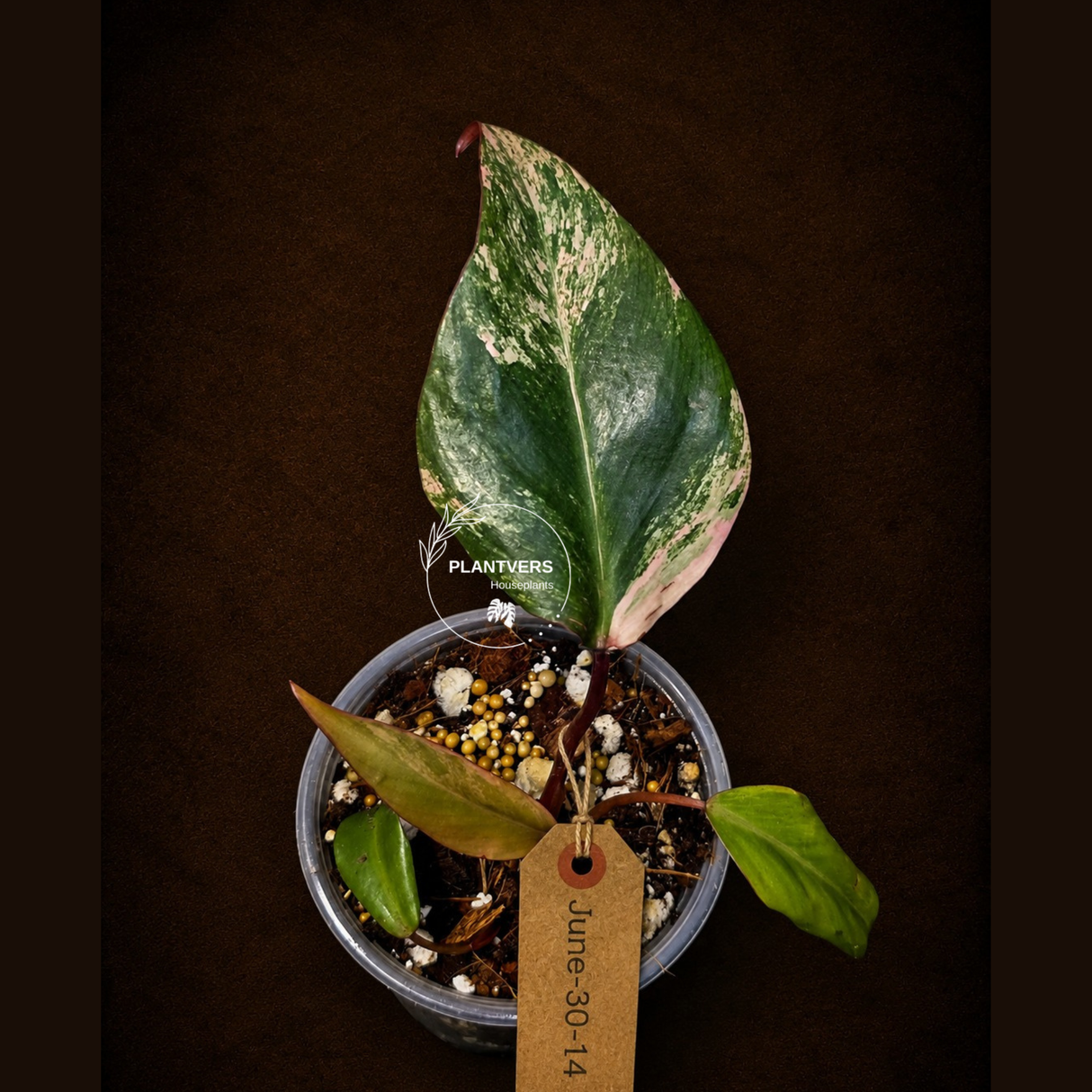 Variegated Philodendron Strawberry Shake - EXACT Plant - (June-30-14)