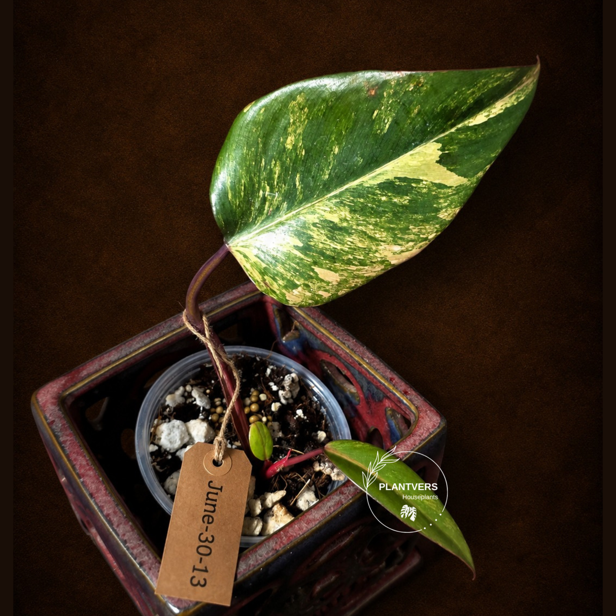 Variegated Philodendron Strawberry Shake - EXACT Plant - (June-30-13)