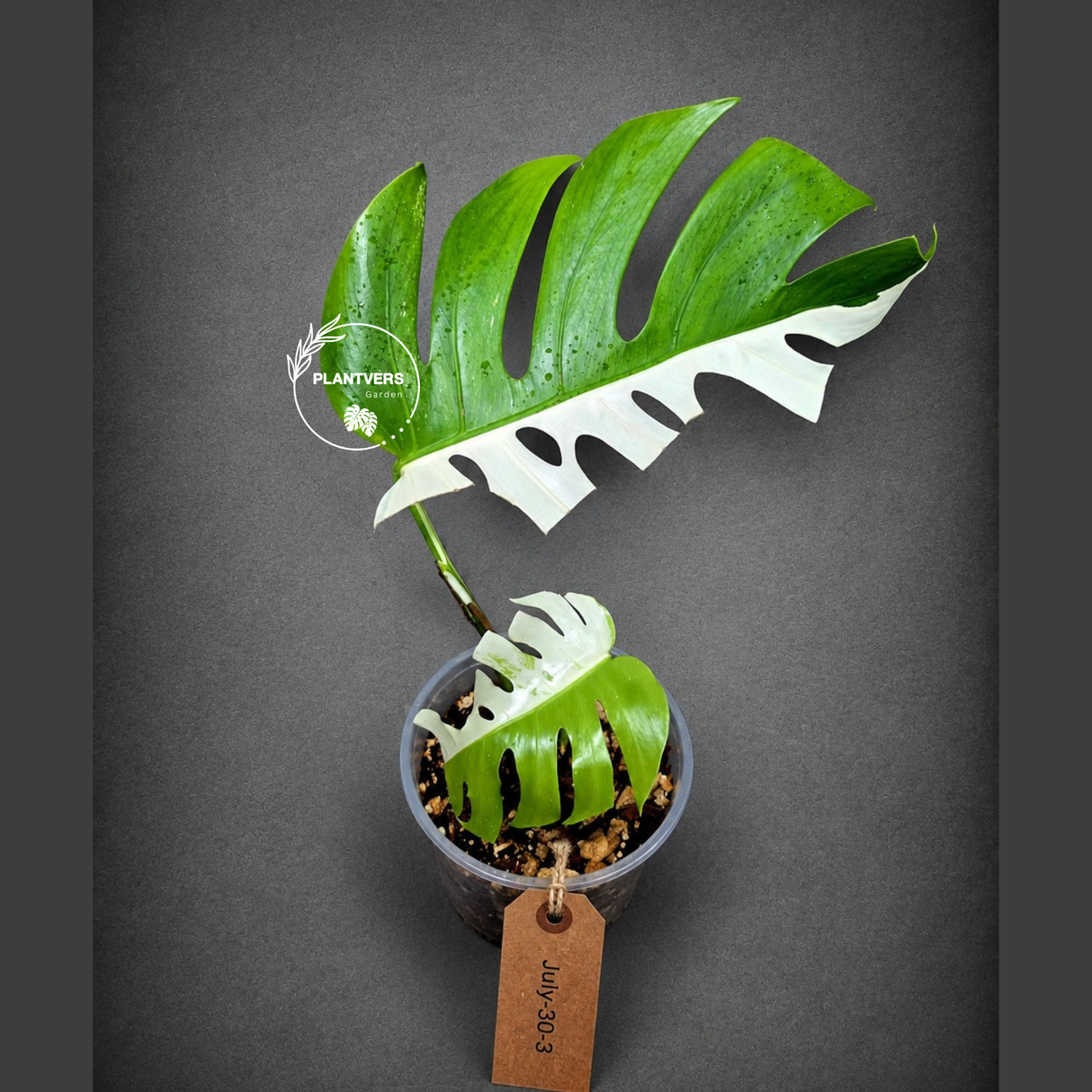 Variegated Monstera Albo - White Monstera - US Seller (July-30-3)