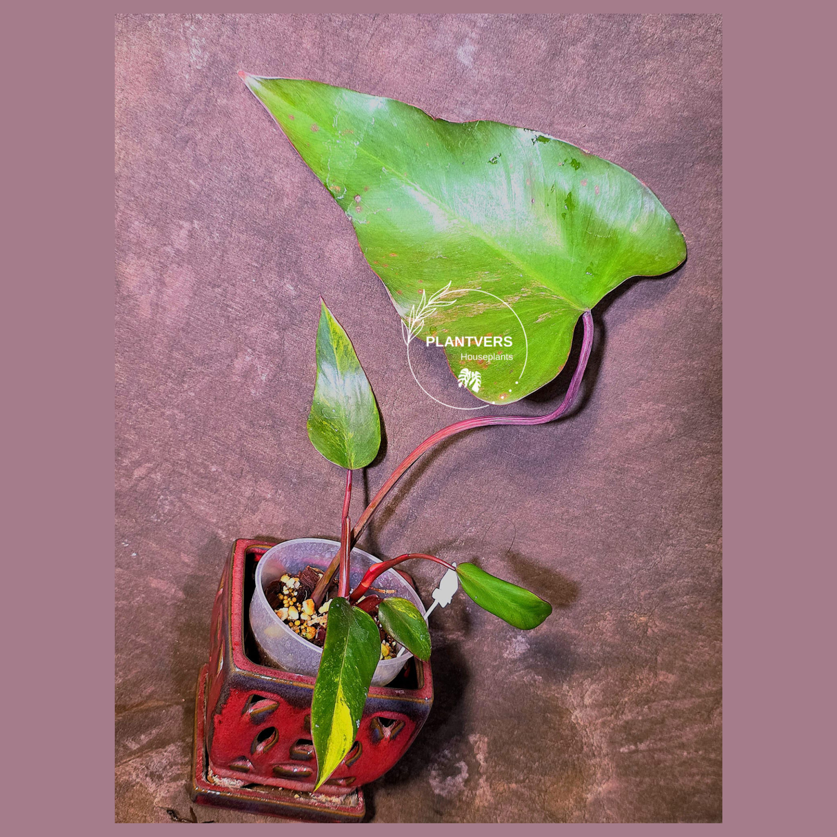 Variegated Philodendron Strawberry Shake - EXACT Plant - (6-5-17)