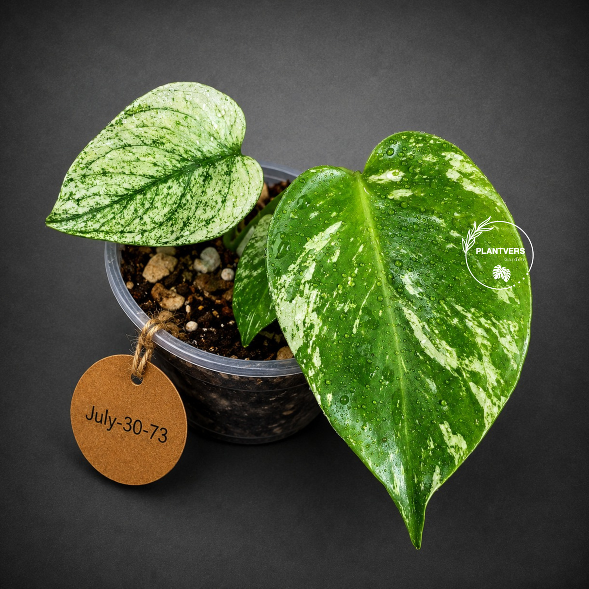 Variegated Monstera Deliciosa Mint - Rare Mint Monstera - (July-30-73)