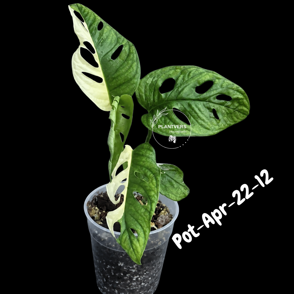 Variegated Monstera Adansonii Albo Plant - Rare Swiss Cheese EXACT Same Plant - US Seller