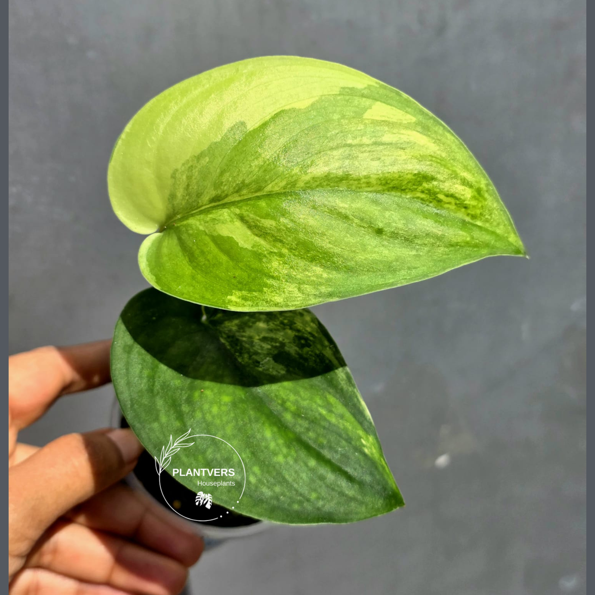 Scindapsus Jade Satin Variegated - Yellow Variegation - (June-22-16)