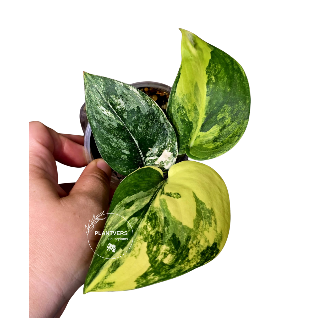 Scindapsus Jade Satin Variegated - Rare EXACT Plant - (June-09-26)