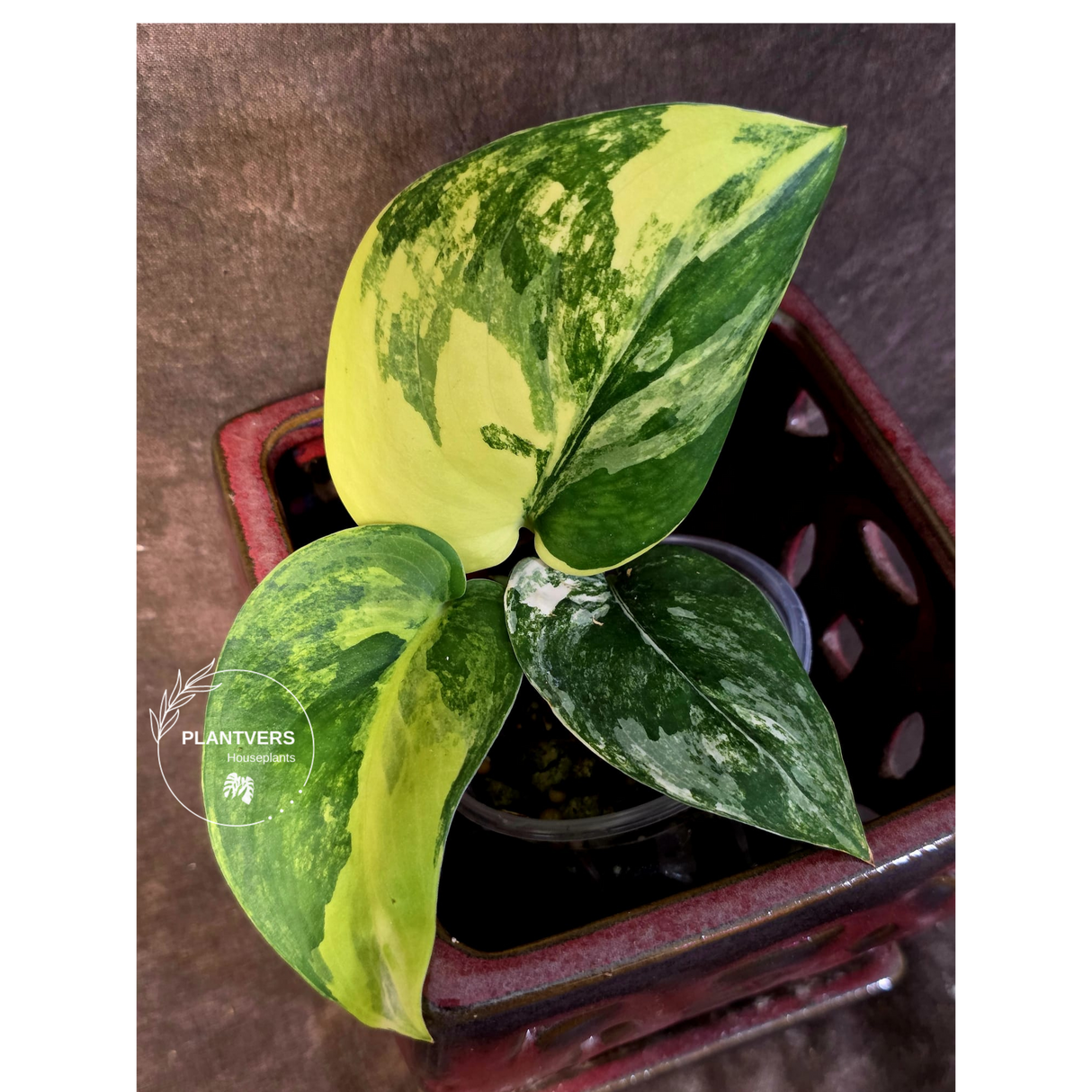 Scindapsus Jade Satin Variegated - Rare EXACT Plant - (June-09-26)