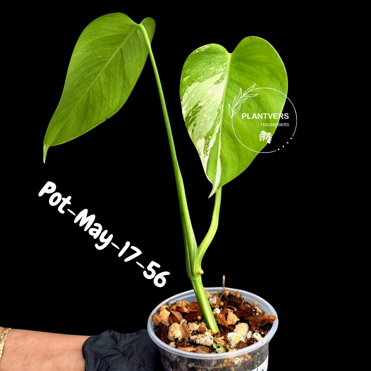 Variegated Monstera Albo - Rare Live Indoor Houseplant - Easy Care Collector Plant - *EXACT PLANT* - US Seller