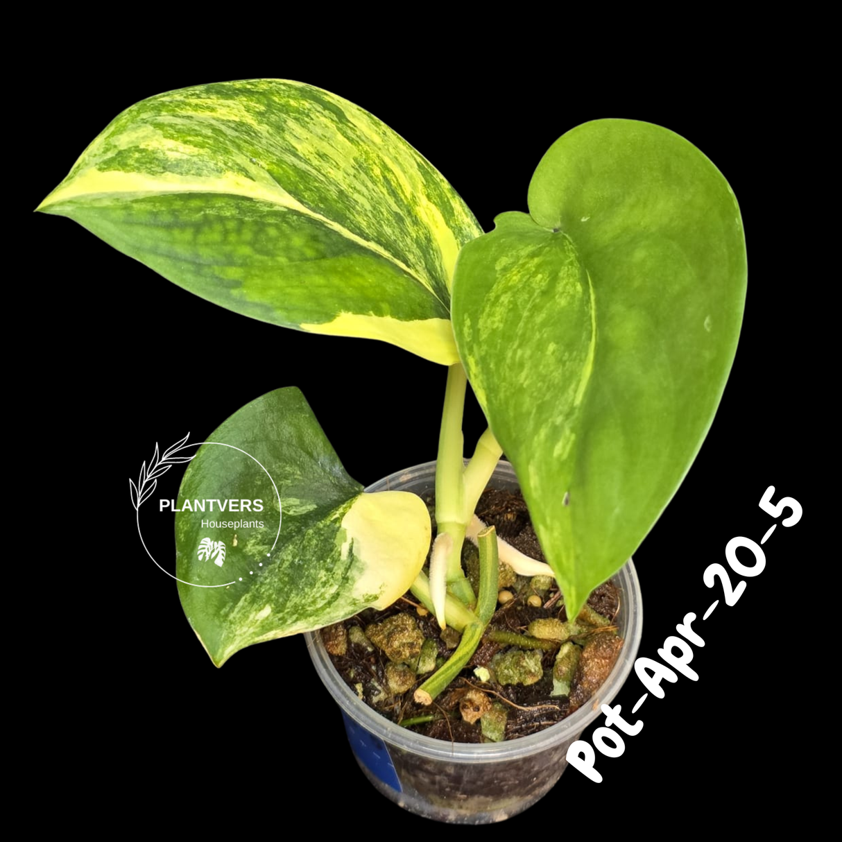 Variegated Scindapsus Jade Satin Aurea Live Plant - Collector Houseplant, Creamy White Marbling