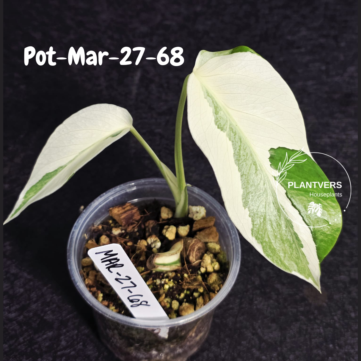Mature Monstera Albo Variegata – Large Established White Monstera | Exact Plant Listing