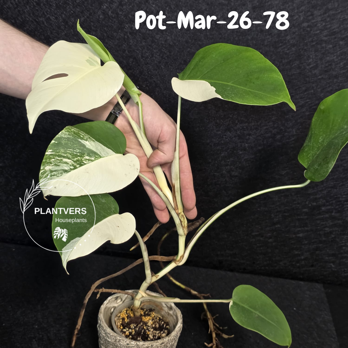 Mature Monstera Albo Variegata – Large Established White Monstera | Exact Plant Listing