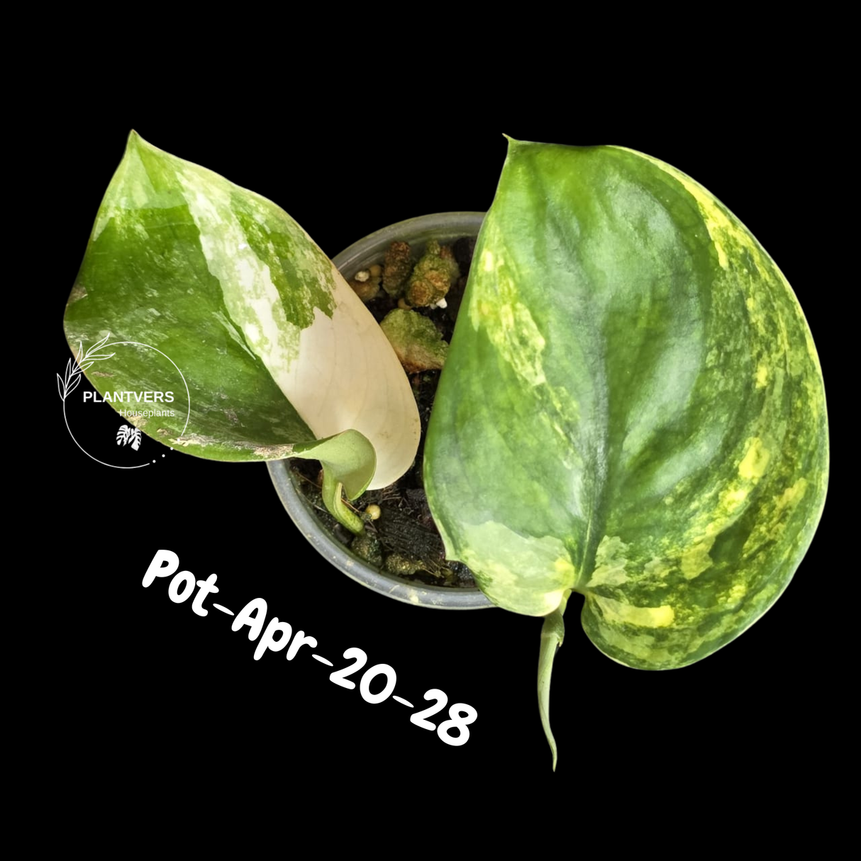 Variegated Scindapsus Jade Satin Aurea Live Plant - Collector Houseplant, Creamy White Marbling