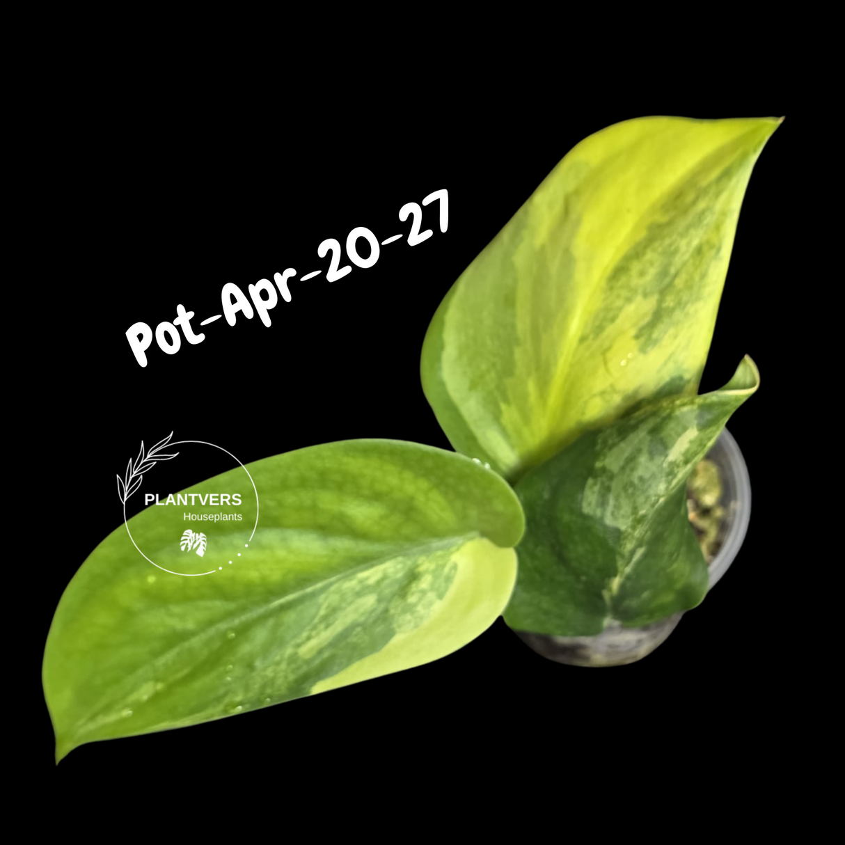 Variegated Scindapsus Jade Satin Aurea Live Plant - Collector Houseplant, Creamy White Marbling