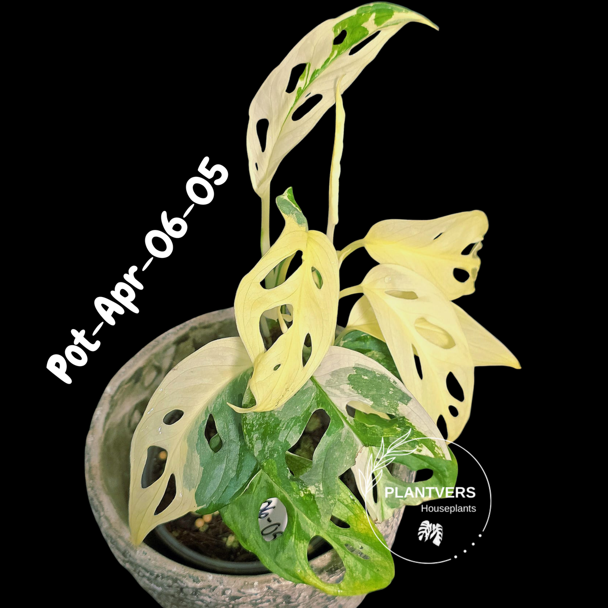 Variegated Monstera Adansonii Albo Plant Live - Rare Swiss Cheese EXACT Same Plant - Half-Moon Leaf - Collector's Aroid - US Seller