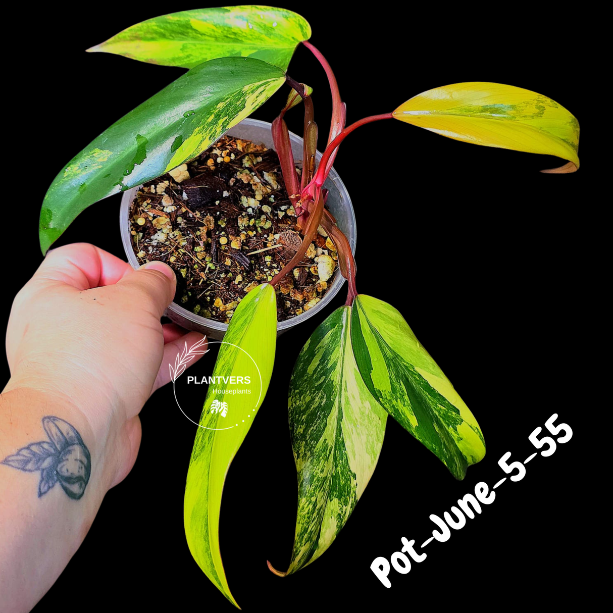 Philodendron Strawberry Shake High Variegated Live Plant - EXACT Same Plant - US Seller