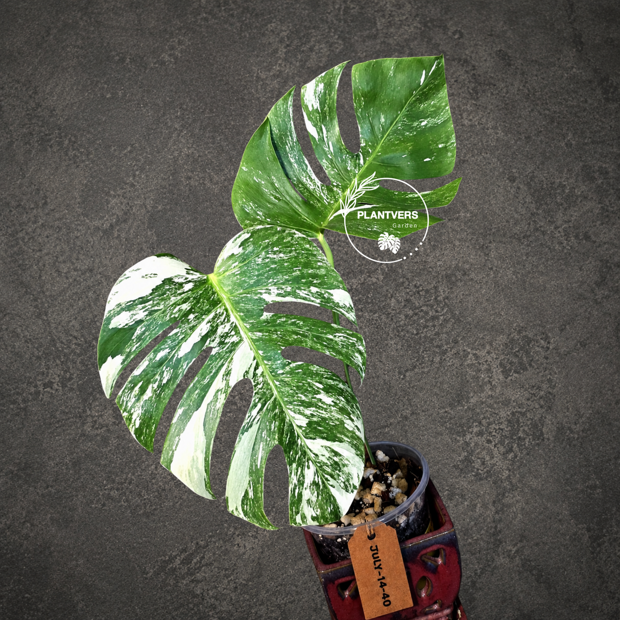 Variegated Monstera Albo - White Monstera - US Seller (July-14-40)