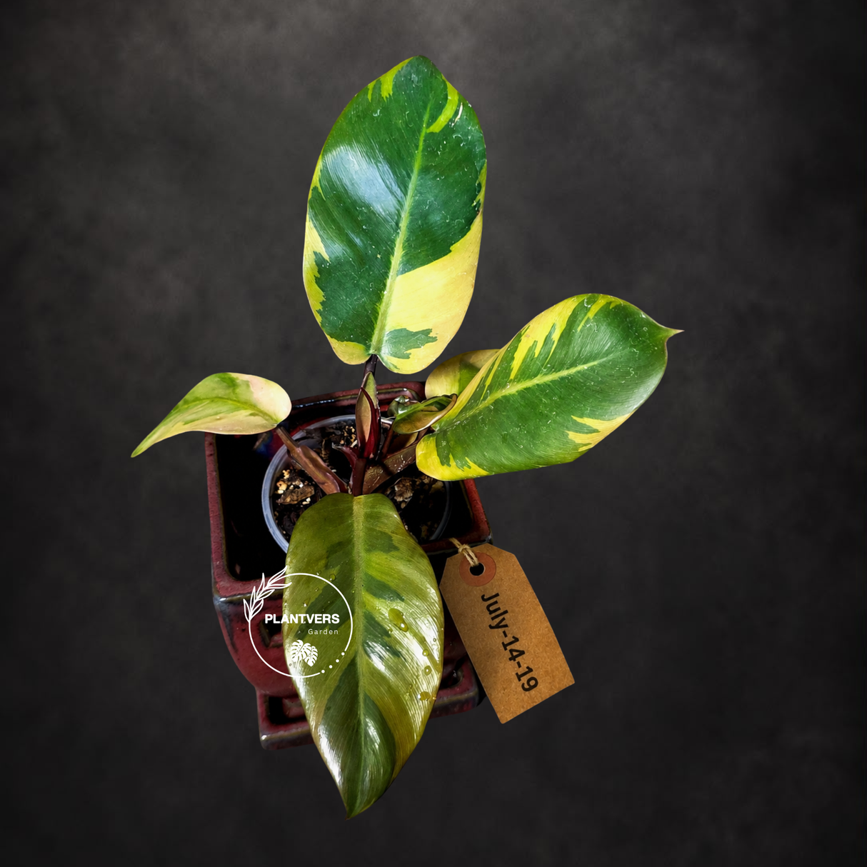 Variegated Black Cardinal Philodendron - Exact Plant - (July-14-19)