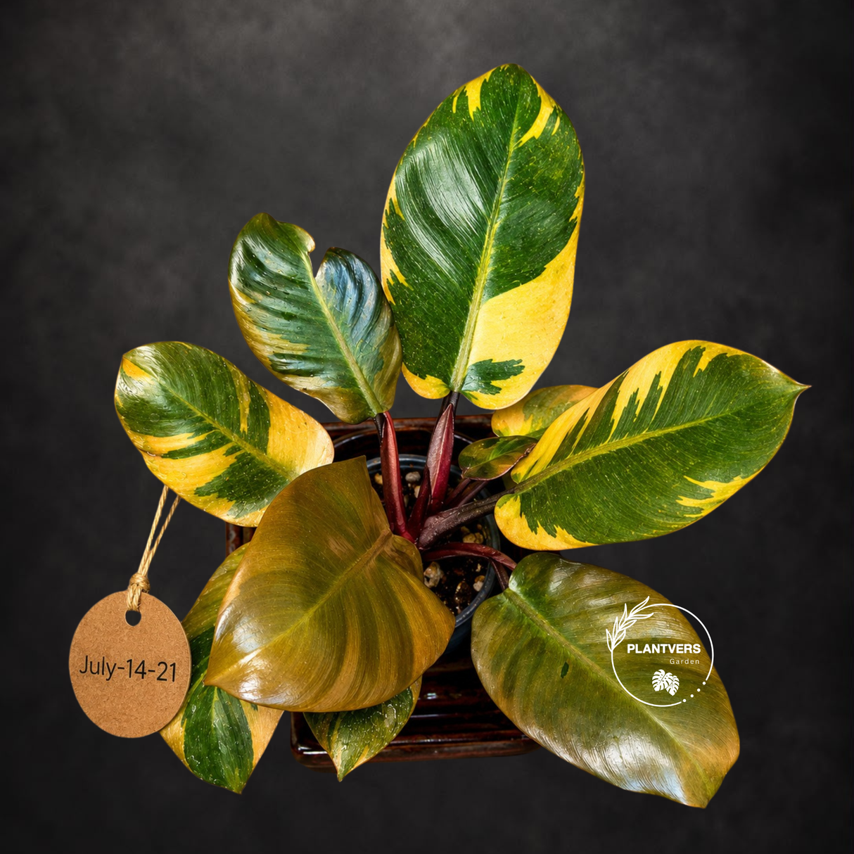 Variegated Black Cardinal Philodendron - Exact Plant - (July-14-21)