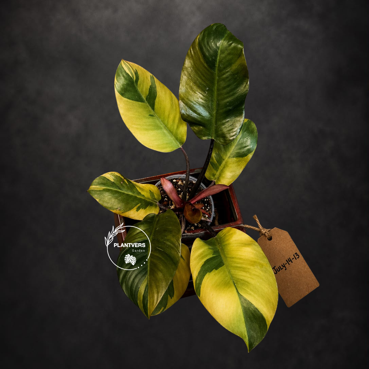 Variegated Black Cardinal Philodendron - Exact Plant - (July-14-13)