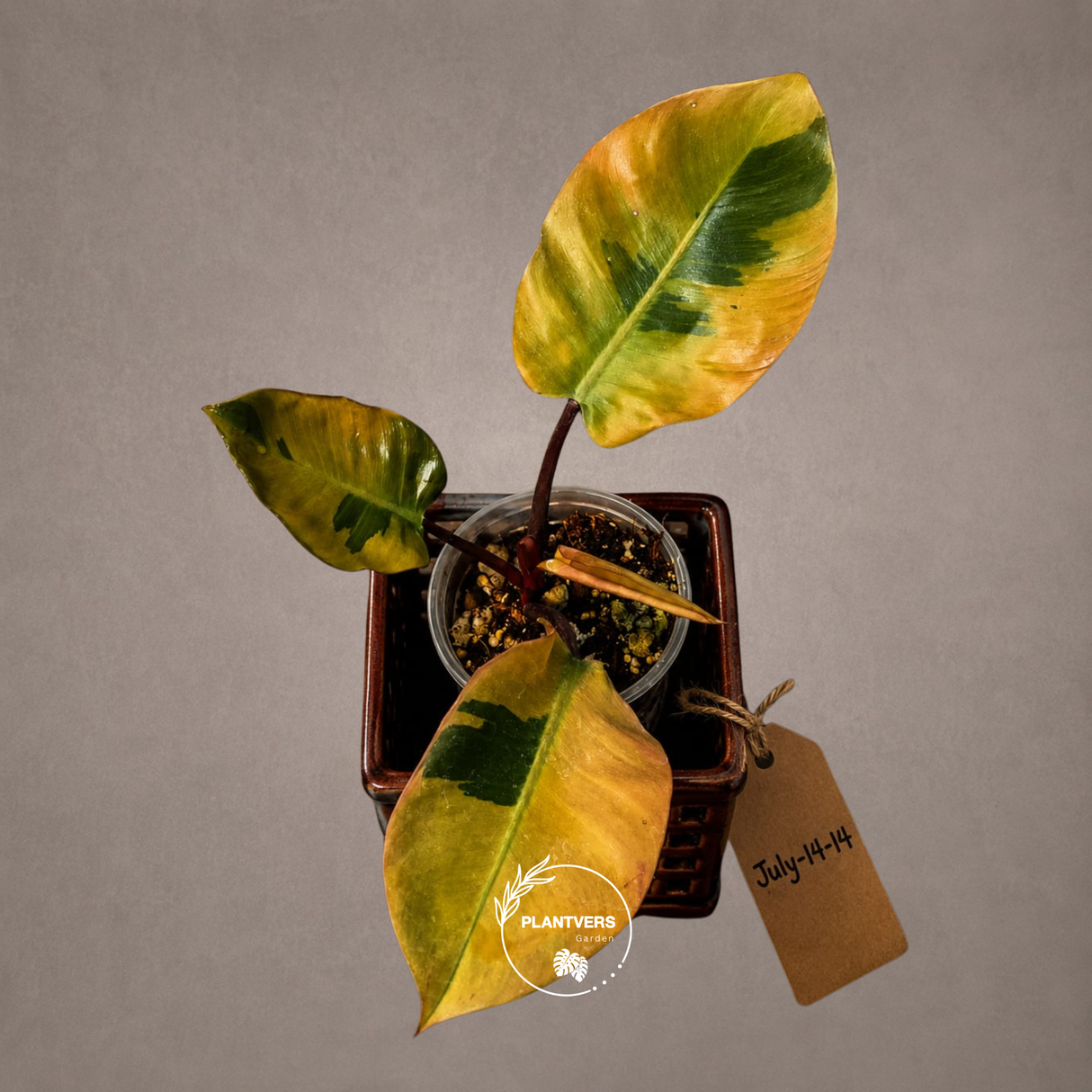 Variegated Black Cardinal Philodendron - Exact Plant - (July-14-14)