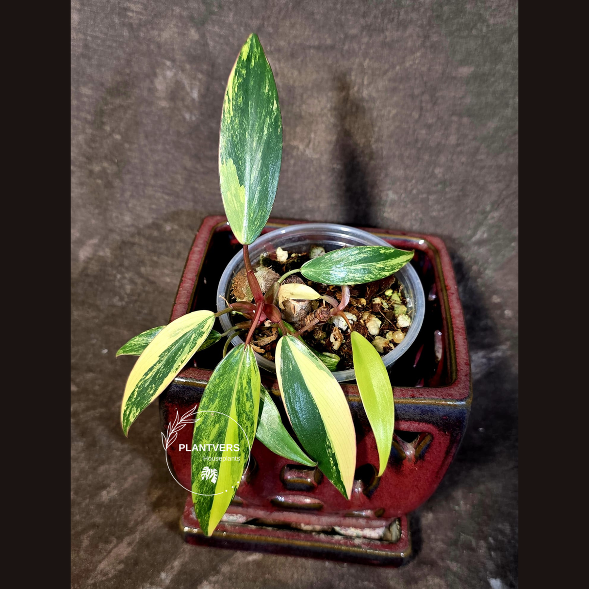 Variegated Philodendron Strawberry Shake - EXACT Plant - (June-16-47)