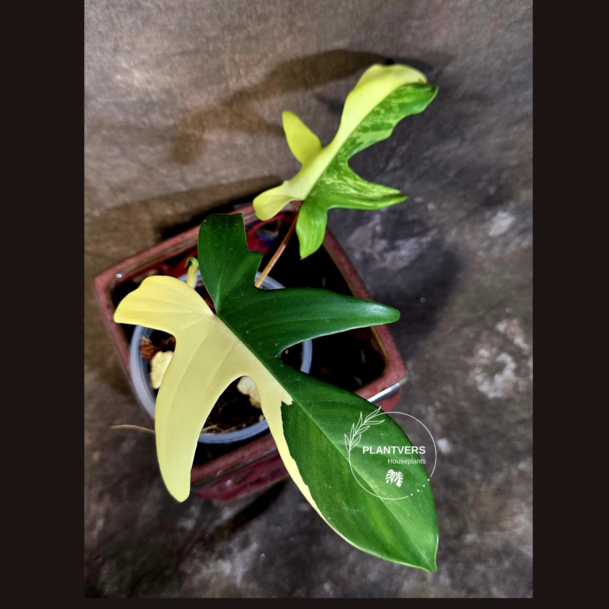 Variegated Philodendron Florida Beauty - Rare Exact Plant - (June-16-51)